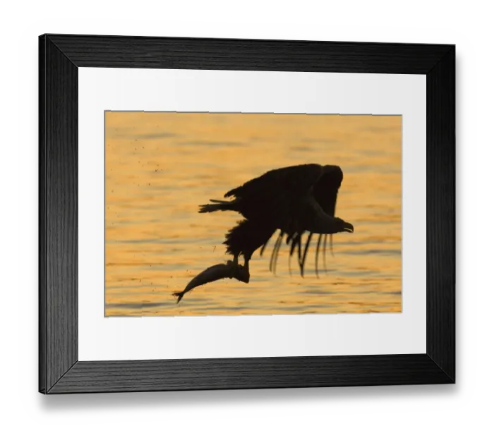Framed Print : 02570dt. White-tailed Framed Print : 02570dt. White-tailed