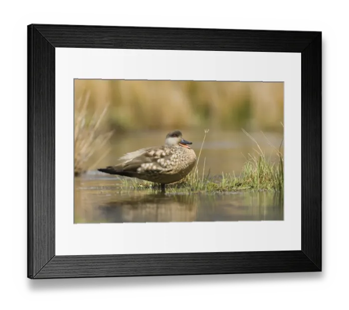 Framed Print : Crested Duck Lophonetta specularioides Tierra del Fuego Argentina Framed Print : Crested Duck Lophonetta specularioides Tierra del Fuego Argentina
