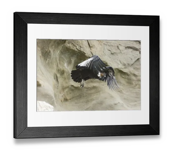 Framed Print : Andean Condor Vultur gryphus male leaving roosting ledge S. Chile November Framed Print : Andean Condor Vultur gryphus male leaving roosting ledge S. Chile November