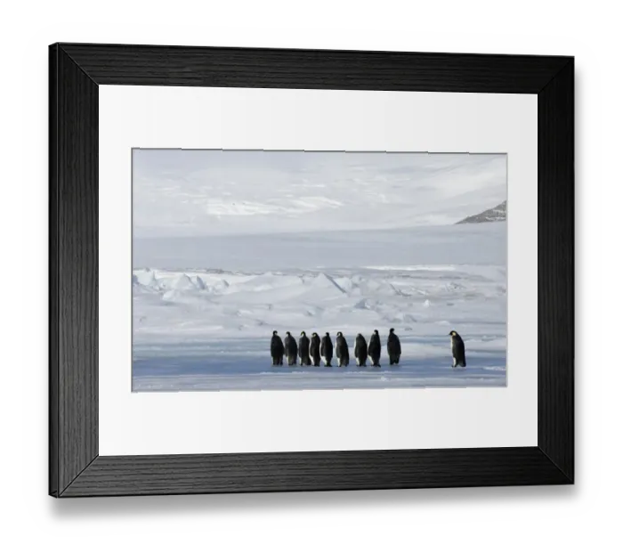 Framed Print : 02598dt. Emperor Penguins Aptenodytes forsteri on the march to the sea