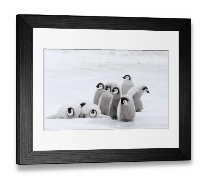Framed Print : 02580dt. Emperor Framed Print : 02580dt. Emperor