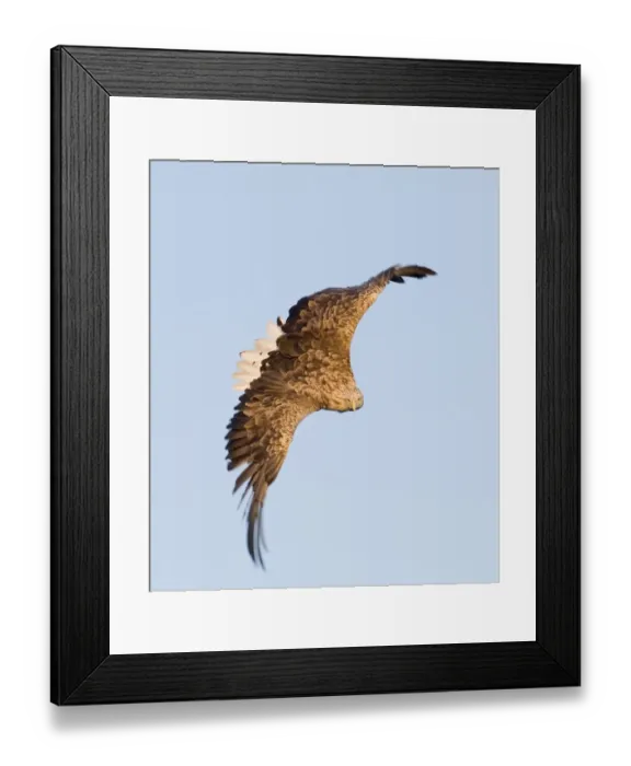 Framed Print : 02564dt. White-tailed Eagle (Sea Eagle). Haliaeetus albicilla about to snatch fish Framed Print : 02564dt. White-tailed Eagle (Sea Eagle). Haliaeetus albicilla about to snatch fish