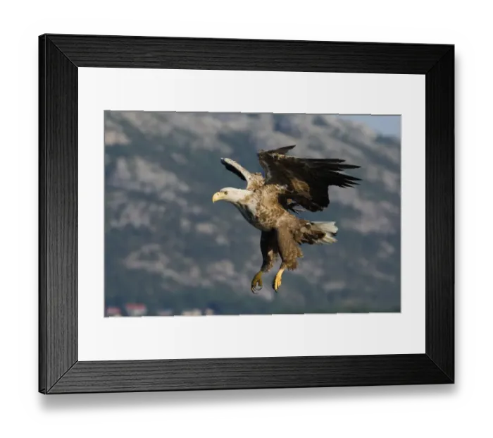 Framed Print : 02578dt. White-tailed Framed Print : 02578dt. White-tailed