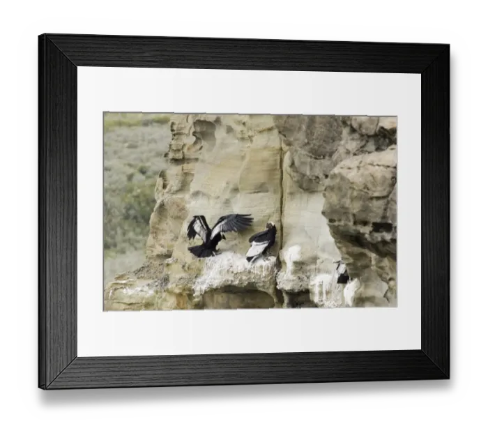 Framed Print : Andean Condor Vultur gryphus on roosting ledge S. Chile November Framed Print : Andean Condor Vultur gryphus on roosting ledge S. Chile November