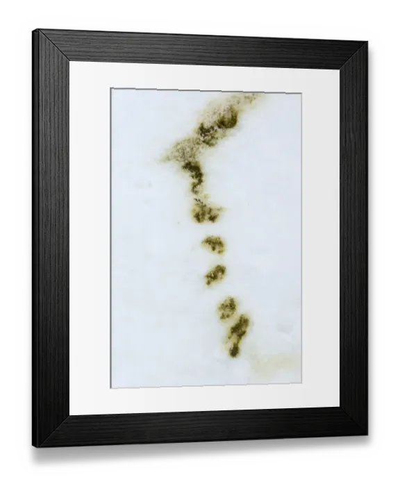 Framed Print : Emperor Penguin Aptenodytes forsteri droppings on sea ice at Snow Hill Island Antarctica Framed Print : Emperor Penguin Aptenodytes forsteri droppings on sea ice at Snow Hill Island Antarctica