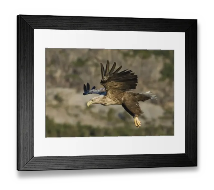 Framed Print : 02569dt. White-tailed Eagle (Sea Eagle). Haliaeetus albicilla adult Norway July