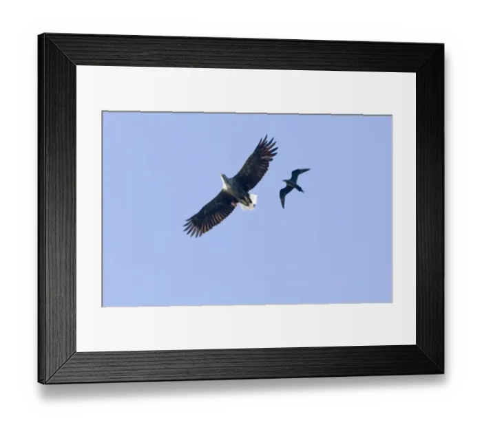 Framed Print : 02560dt. White-tailed