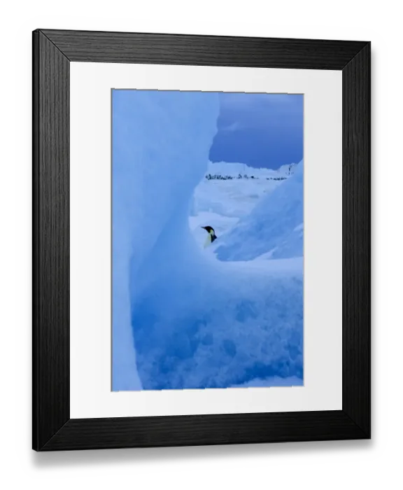 Framed Print : Emperor Penguins Aptenodytes forsteri Snow Hill Island Antarctica November