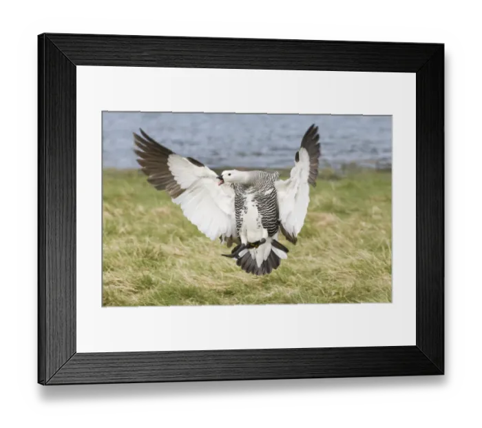 Framed Print : Upland Goose Choephaga picta male coming in to land Tierra del Fuego Argentina November Framed Print : Upland Goose Choephaga picta male coming in to land Tierra del Fuego Argentina November