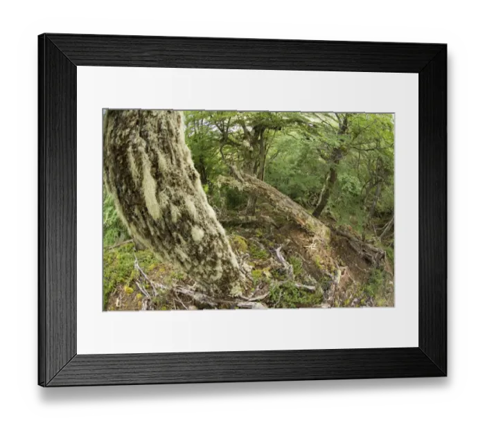 Framed Print : Southern Beech Forest Tierra del Fuego NP Argentina Framed Print : Southern Beech Forest Tierra del Fuego NP Argentina