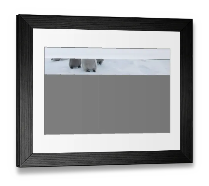 Framed Print : Emperor Penguins Aptenodytes forsteri chicks Snow Hill Island Antarctica November Framed Print : Emperor Penguins Aptenodytes forsteri chicks Snow Hill Island Antarctica November