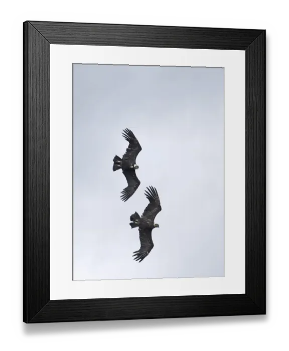 Framed Print : Andean Condor Vultur gryphus pair in display flight Patagonian Chile November Framed Print : Andean Condor Vultur gryphus pair in display flight Patagonian Chile November