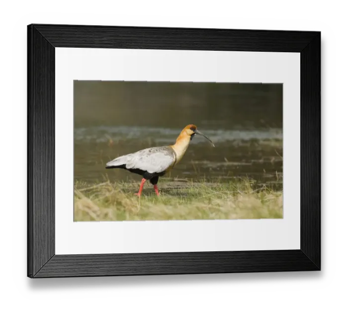 Framed Print : Buff-necked Ibis Theristicus caudatus Tierra del Fuego Argentina November Framed Print : Buff-necked Ibis Theristicus caudatus Tierra del Fuego Argentina November