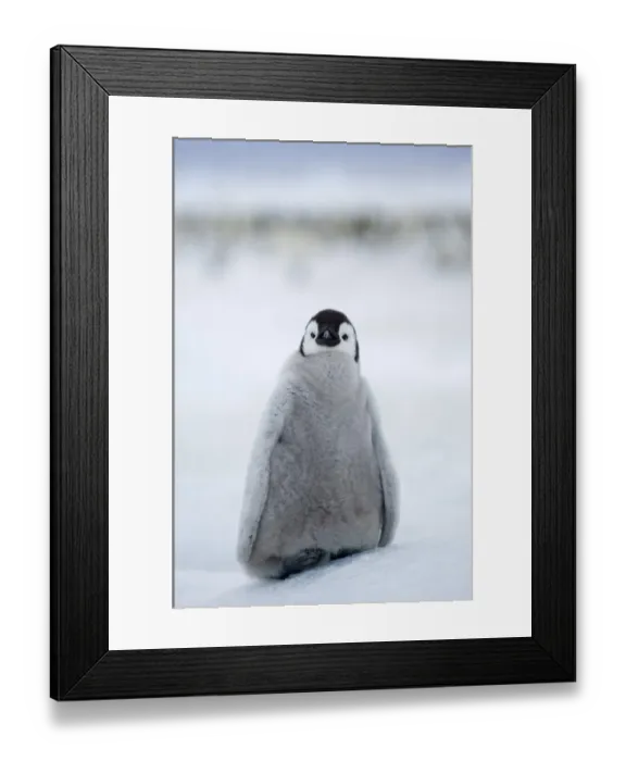 Framed Print : Emperor Penguin Aptenodytes forsteri chick at colony Snow Hill Island Antarctica November Framed Print : Emperor Penguin Aptenodytes forsteri chick at colony Snow Hill Island Antarctica November