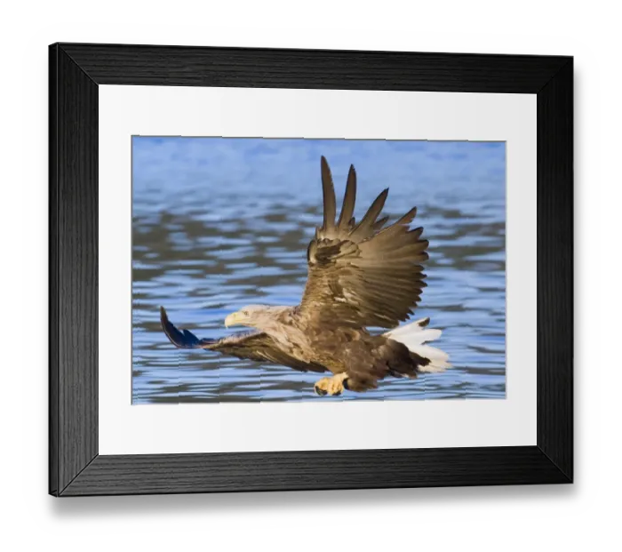 Framed Print : 02572dt. White-tailed Eagle (Sea Eagle). Haliaeetus albicilla about to snatch fish