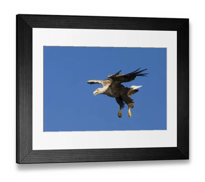 Framed Print : 02559dt. White-tailed Framed Print : 02559dt. White-tailed