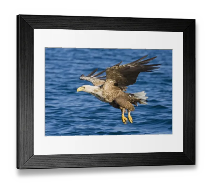 Framed Print : 02577dt. White-tailed Framed Print : 02577dt. White-tailed