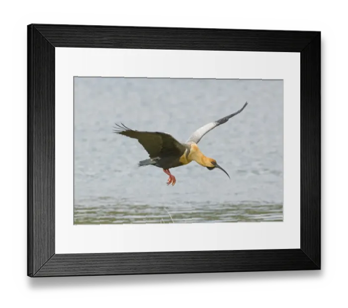 Framed Print : Buff-necked Ibis Theristicus caudatus Tierra del Fuego Argentina November Framed Print : Buff-necked Ibis Theristicus caudatus Tierra del Fuego Argentina November