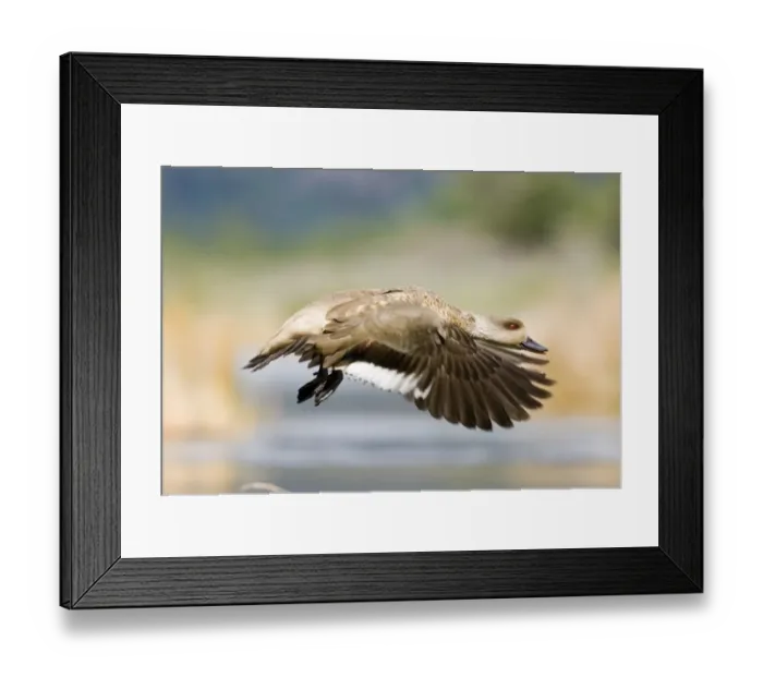 Framed Print : Crested Duck Lophonetta specularioides being aggressive in territorial dispute Tierra Framed Print : Crested Duck Lophonetta specularioides being aggressive in territorial dispute Tierra