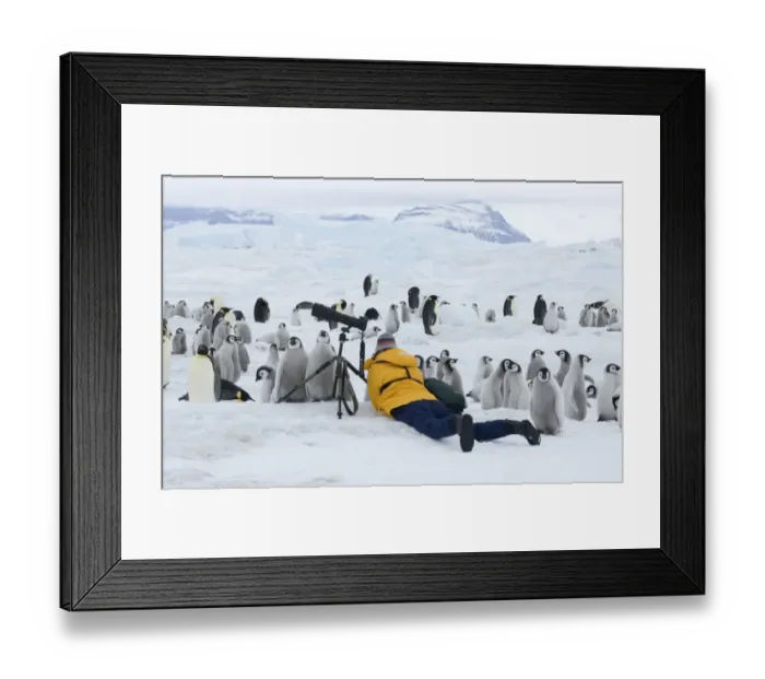 Framed Print : Tourist photographing Emperor Penguin chicks at Snow Hill Island Antarctica November Framed Print : Tourist photographing Emperor Penguin chicks at Snow Hill Island Antarctica November