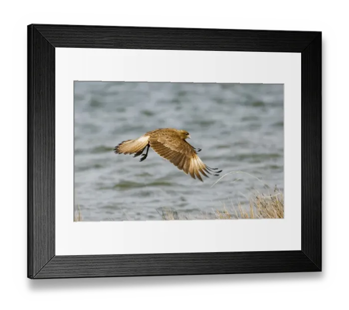 Framed Print : Chimango Caracara Milvago chimango Tierra del Fuego Argentina November Framed Print : Chimango Caracara Milvago chimango Tierra del Fuego Argentina November