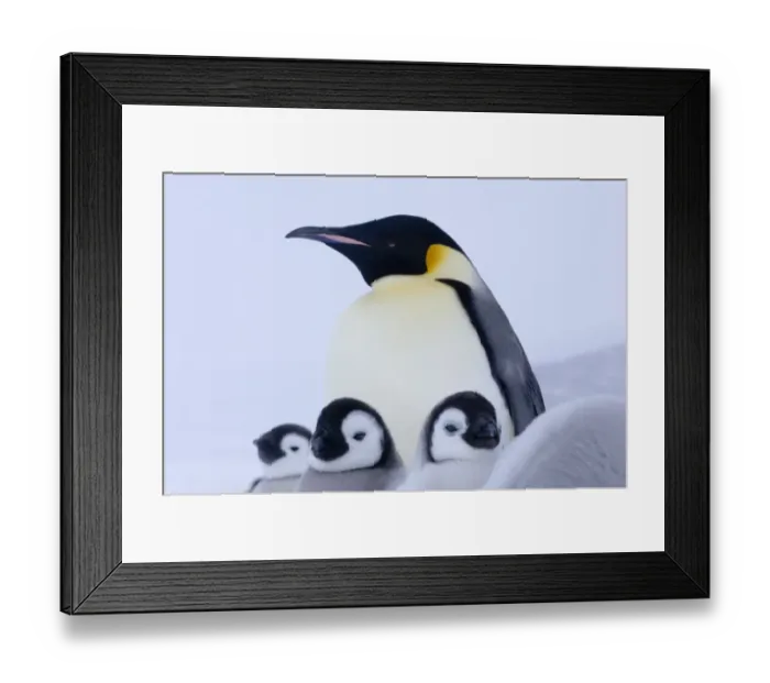 Framed Print : 02582dt. Emperor Penguins Aptenodytes forsteri adult