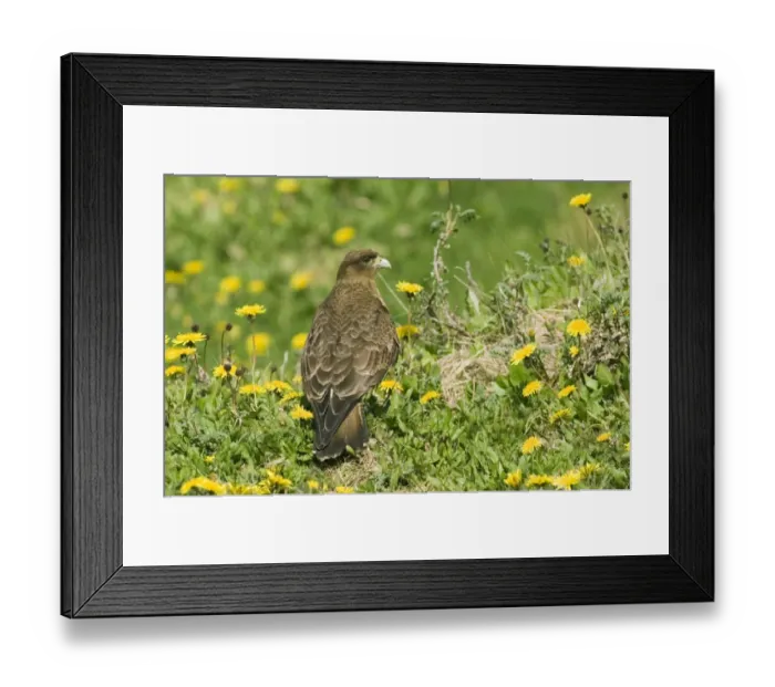 Framed Print : Chimango Caracara Milvago chimango Tierra del Fuego Argentina November Framed Print : Chimango Caracara Milvago chimango Tierra del Fuego Argentina November