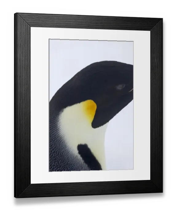 Framed Print : Emperor Penguin Aptenodytes forsteri colony Snow Hill Island Antarctica November Framed Print : Emperor Penguin Aptenodytes forsteri colony Snow Hill Island Antarctica November