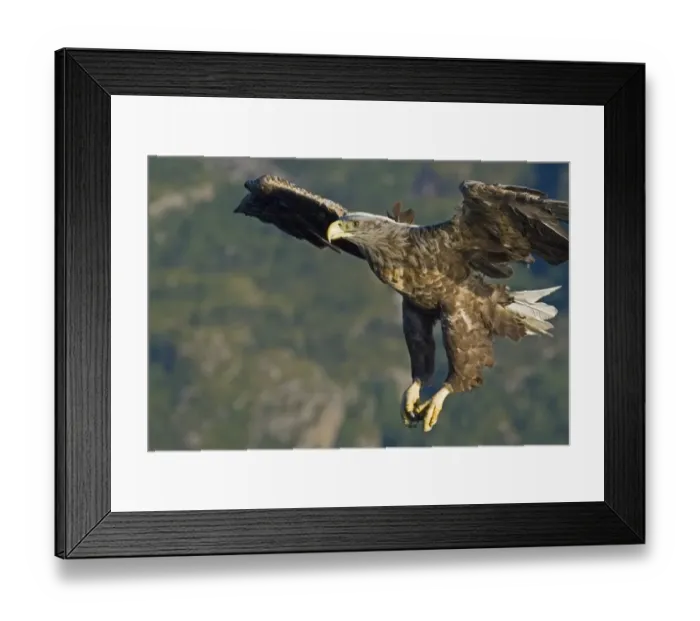 Framed Print : 02563dt. White-tailed Eagle (Sea Eagle). Haliaeetus albicilla adult Norway July