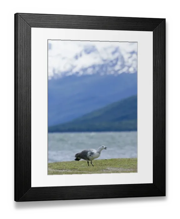 Framed Print : Upland Goose Choephaga picta male Tierra del Fuego Argentina November Framed Print : Upland Goose Choephaga picta male Tierra del Fuego Argentina November