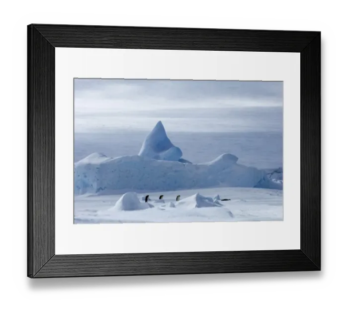 Framed Print : Emperor Penguin Aptenodytes forsteri walking across the sea ice of Weddell Sea near Framed Print : Emperor Penguin Aptenodytes forsteri walking across the sea ice of Weddell Sea near