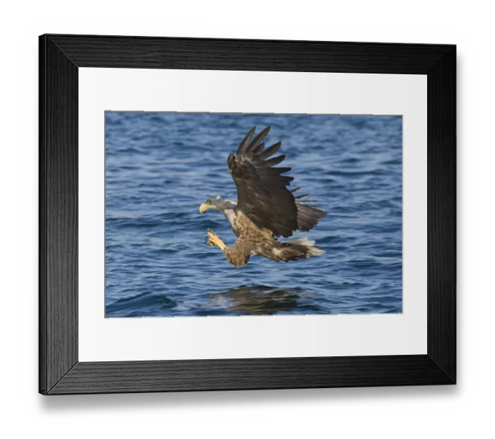 Framed Print : 02562dt. White-tailed Framed Print : 02562dt. White-tailed