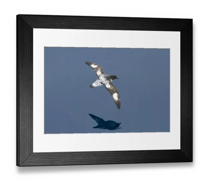 Framed Print : Pintado otherwise known as Cape Petrel, Daption capense, Antarctic Peninsula, Antarctica Framed Print : Pintado otherwise known as Cape Petrel, Daption capense, Antarctic Peninsula, Antarctica