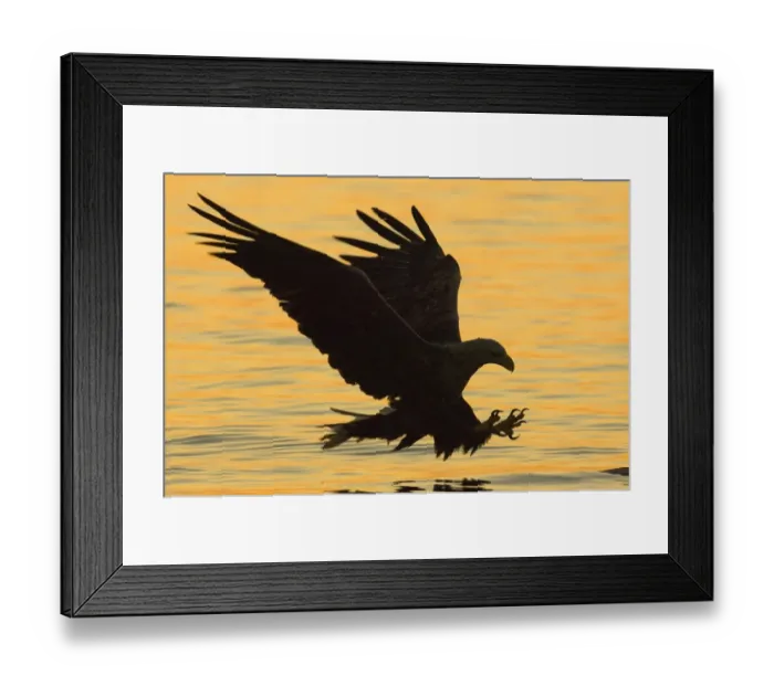 Framed Print : 02568dt. White-tailed Eagle (Sea Eagle). Haliaeetus albicilla about to snatch fish Framed Print : 02568dt. White-tailed Eagle (Sea Eagle). Haliaeetus albicilla about to snatch fish
