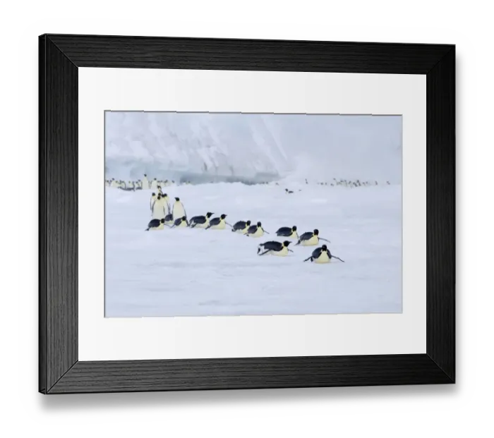 Framed Print : Emperor Penguins Aptenodytes forsteri on the march to the sea from their colony Snow Framed Print : Emperor Penguins Aptenodytes forsteri on the march to the sea from their colony Snow