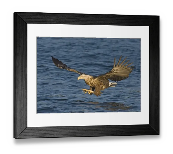 Framed Print : 02567dt. White-tailed Eagle (Sea Eagle). Haliaeetus albicilla adult Norway July Framed Print : 02567dt. White-tailed Eagle (Sea Eagle). Haliaeetus albicilla adult Norway July