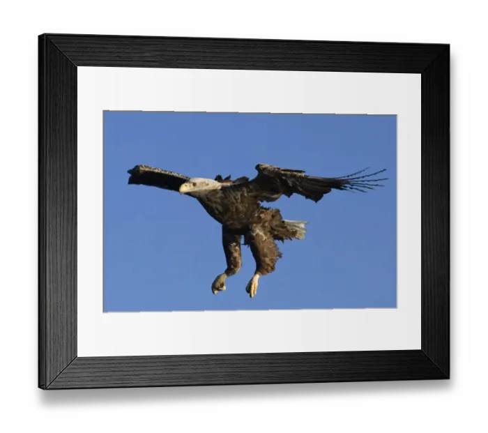 Framed Print : 02576dt. White-tailed