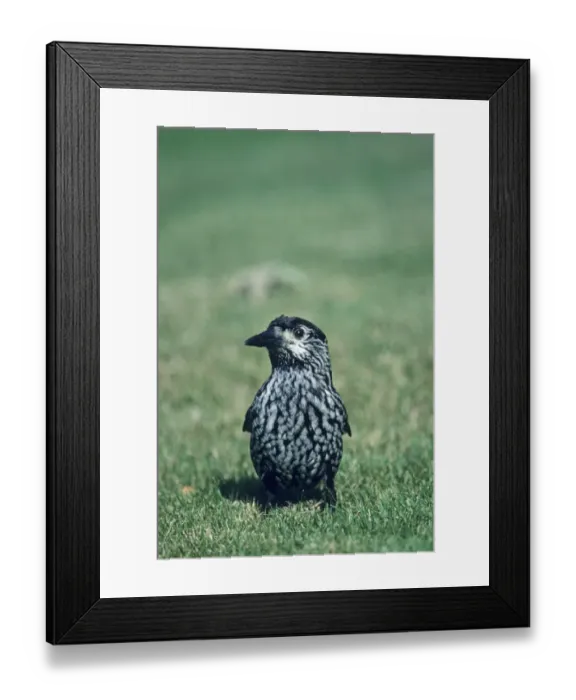 Framed Print : Nutcracker vagrant Stke on Trent UK 1990 s Framed Print : Nutcracker vagrant Stke on Trent UK 1990 s
