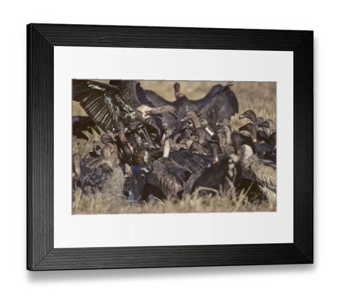 Framed Print : Indian White-backed Vultures at carcass Bharatpur India 1990 Framed Print : Indian White-backed Vultures at carcass Bharatpur India 1990