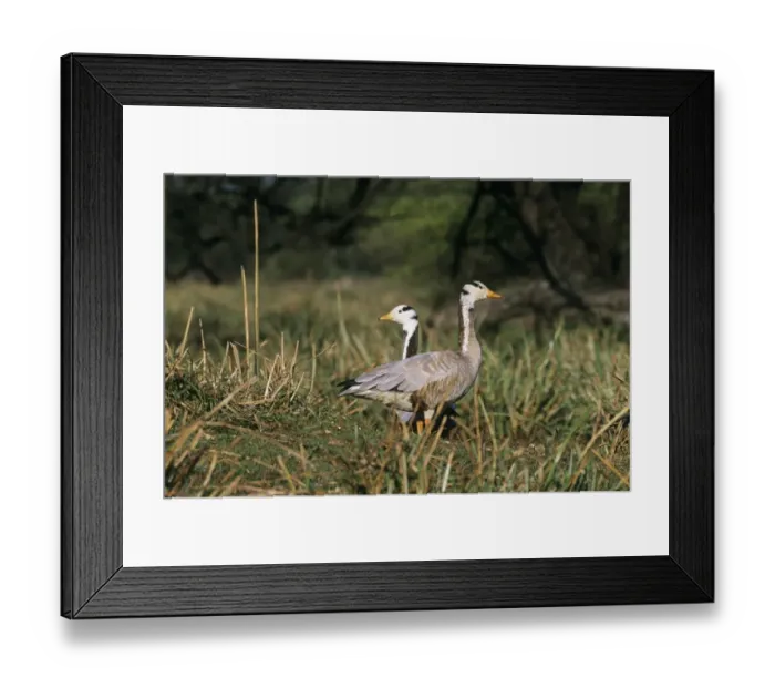 Framed Print : Bar-headed Geese Bharatpur India November Framed Print : Bar-headed Geese Bharatpur India November