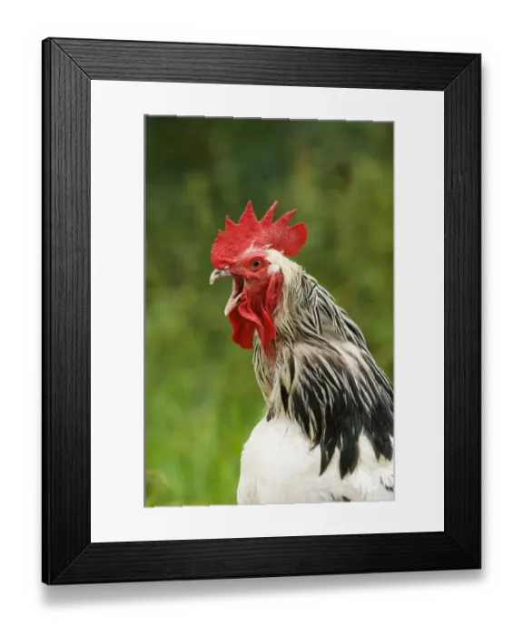 Framed Print : 02835dt. Brahma Cockerel crowing Sussex UK august Framed Print : 02835dt. Brahma Cockerel crowing Sussex UK august