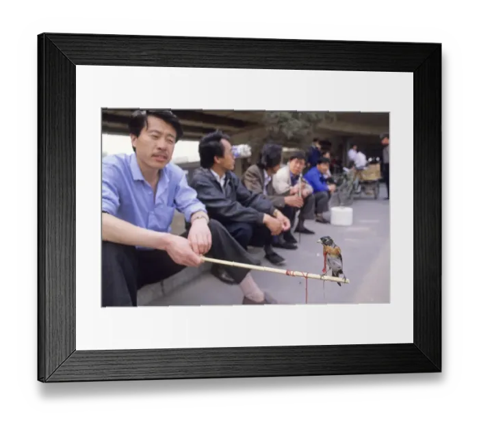 Framed Print : Man with Brambling in bird market in Beijing China May 1993 Framed Print : Man with Brambling in bird market in Beijing China May 1993