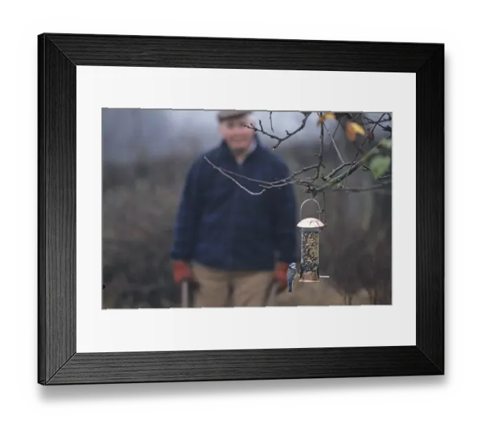 Framed Print : Blue Tit on feeder and gardener Kent winter Framed Print : Blue Tit on feeder and gardener Kent winter