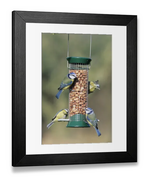Framed Print : Blue Tits on garden nut feeder UK winter Framed Print : Blue Tits on garden nut feeder UK winter