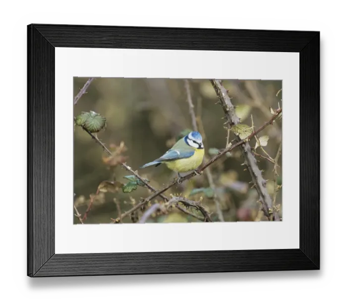 Framed Print : Blue Tit in garden UK winter Framed Print : Blue Tit in garden UK winter