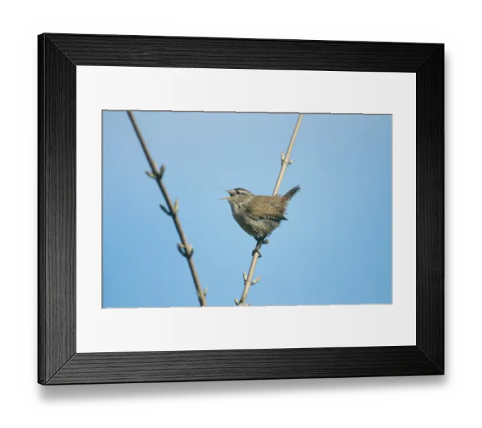 Framed Print : Wren Troglodytes troglodytes in song Kent spring Framed Print : Wren Troglodytes troglodytes in song Kent spring