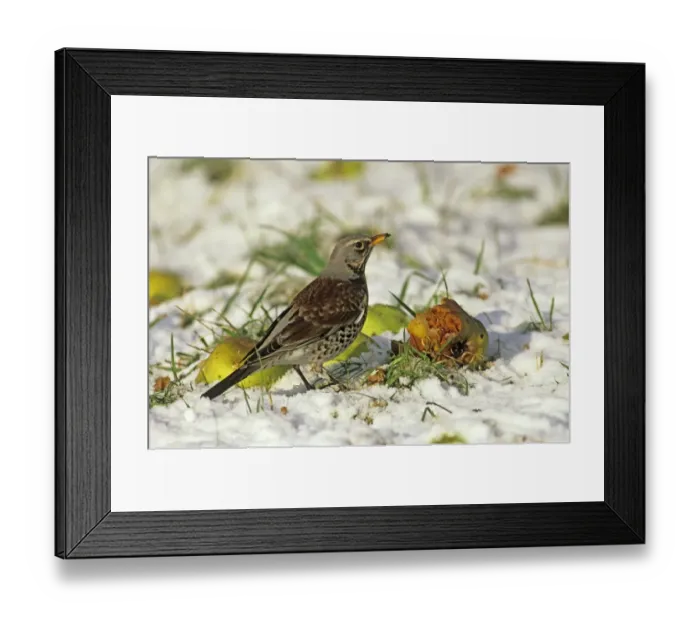 Framed Print : Fieldfare feeding on fallen apples in orchard in winter UK Framed Print : Fieldfare feeding on fallen apples in orchard in winter UK