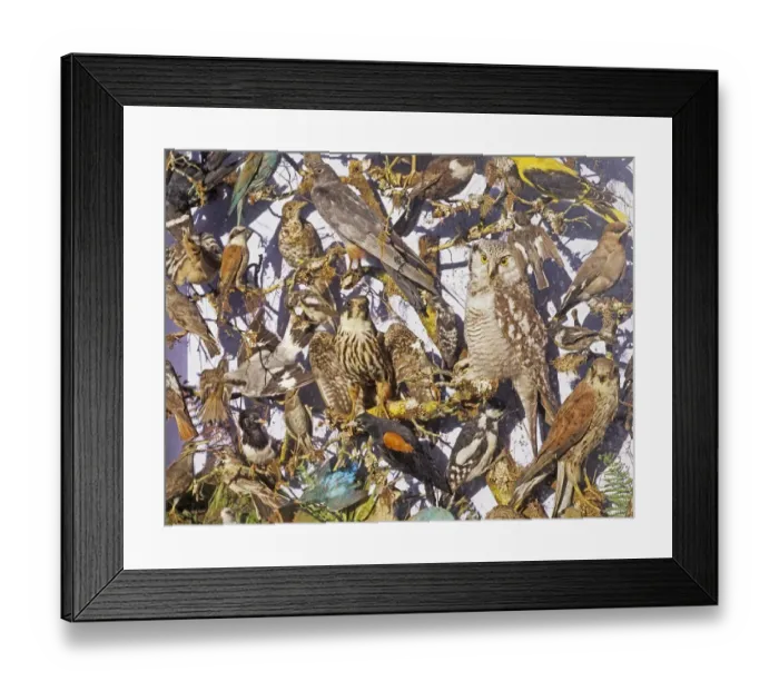 Framed Print : Part of a case of stuffed birds collected around Earlham in North Norfolk in the 1880 s Framed Print : Part of a case of stuffed birds collected around Earlham in North Norfolk in the 1880 s