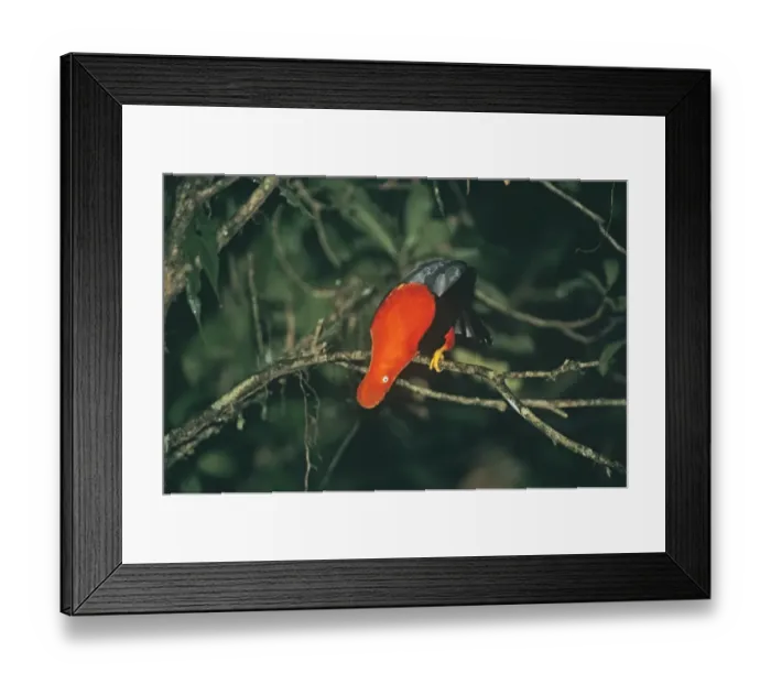 Framed Print : Andean Cock-of-the-Rock male displaying at lek in cloud forest Manu Peru Framed Print : Andean Cock-of-the-Rock male displaying at lek in cloud forest Manu Peru