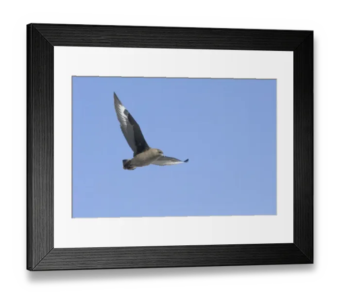 Framed Print : Brown Skua (Subantarctic Skua) Catharacta antarctica lonbergi, Half Moon Island, Antarctica Framed Print : Brown Skua (Subantarctic Skua) Catharacta antarctica lonbergi, Half Moon Island, Antarctica